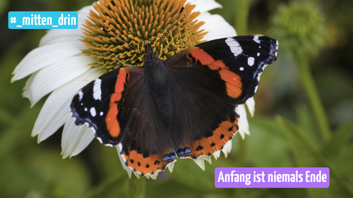 Auf dem Bild sieht man einen Schmetterling auf einer Blume sitzen.