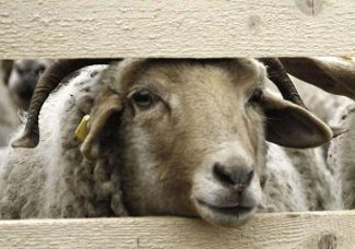 Titelbild zum News-Artikel: Bistumswallfahrt greift 72-Stunden-Aktion auf