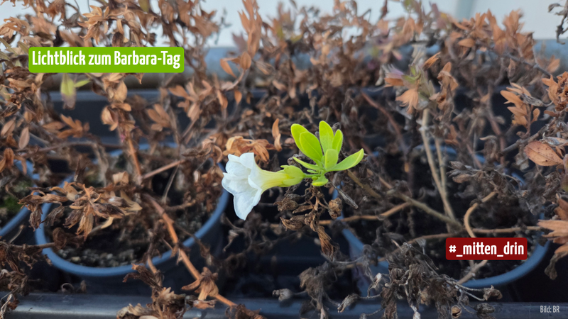 An vielen bräunlich verwelkten Blättern in grauen Blumentöpfen blüht eine einzelne weiß-grüne Blüte der Ampelpflanze.
