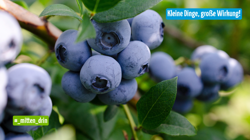 Nahaufnahme einer Traube reifer Heidelbeeren an einem Strauch mit grünen Blättern. Oben rechts steht der Text „Kleine Dinge, große Wirkung!“, unten links der Hashtag „#_mitten_drin“.
