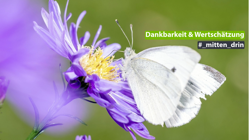 Ein Schmetterling, der auf einer Blume sitzt