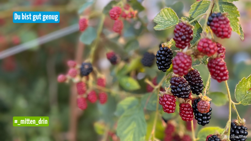 Eine Nahaufnahme zeigt reife und unreife Brombeeren an einem Strauch vor einem unscharfen grünen Hintergrund. Oben links steht „Du bist gut genug“, unten links „#_mitten_drin“.