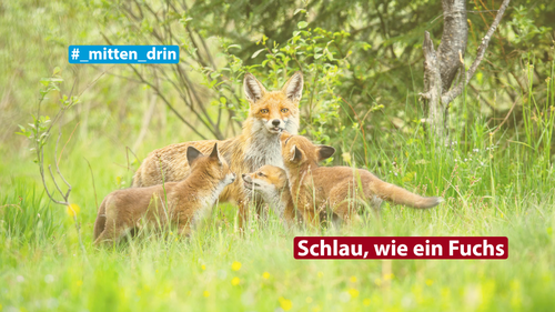 Titelbild zum News-Artikel: Ostern entgegen 